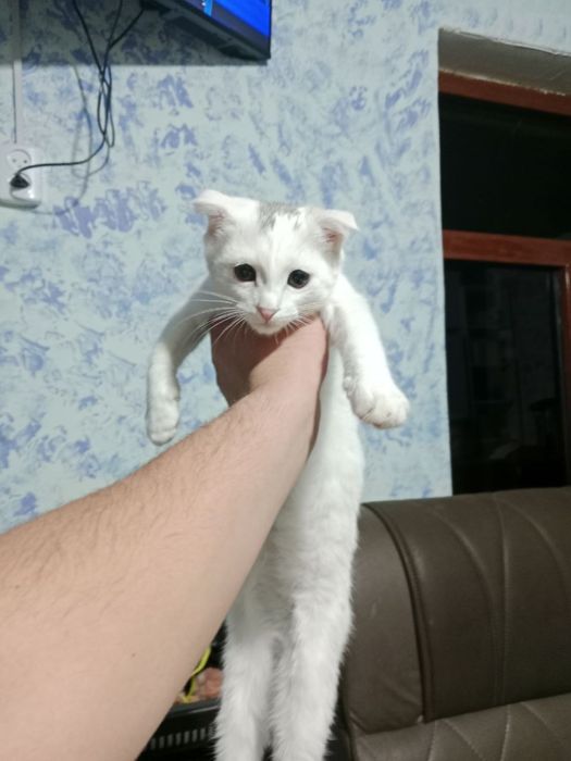 Котёнок 5 месяцев Scottish Fold
