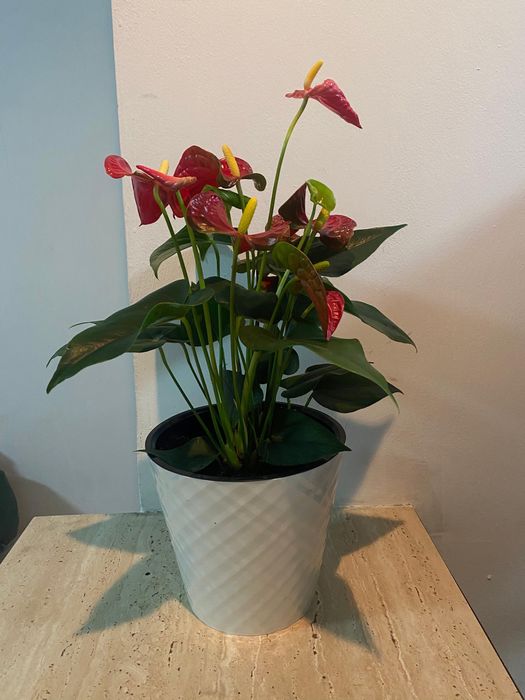 Антуриум (Мужское счастье)