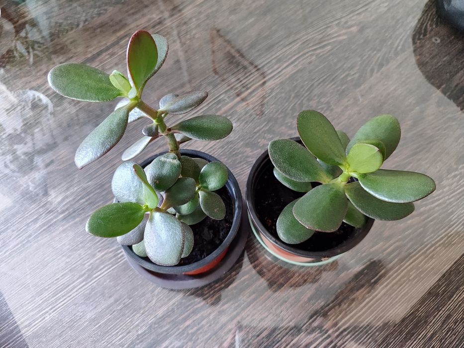 Комнатные растения.