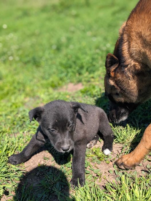 Енергични кученца кръстоска (Питбул териер x Белгийска овчарка) – за активни стопани