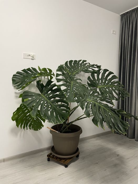 Monstera Deliciosa