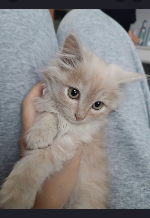 Котенок Toffi астана