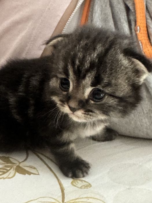 Шотландские вислоухие котята