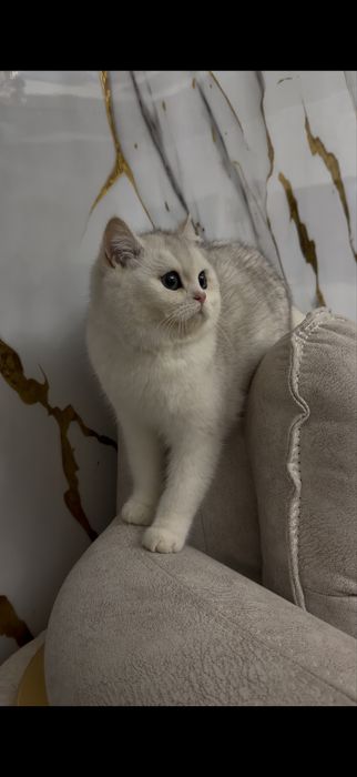 Золотая шиншилль! Мальчик