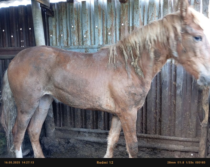 Байтал, казақы, бордақы