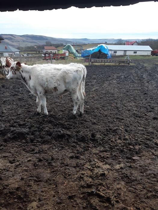 Vand tauras de 5 luni