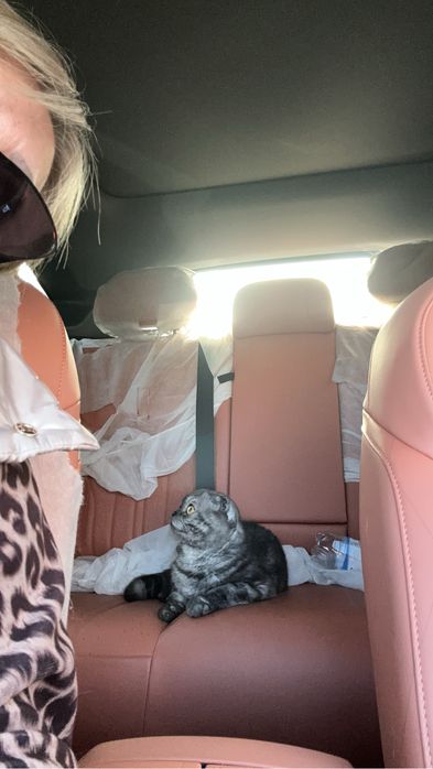 Вислоухий шотландский