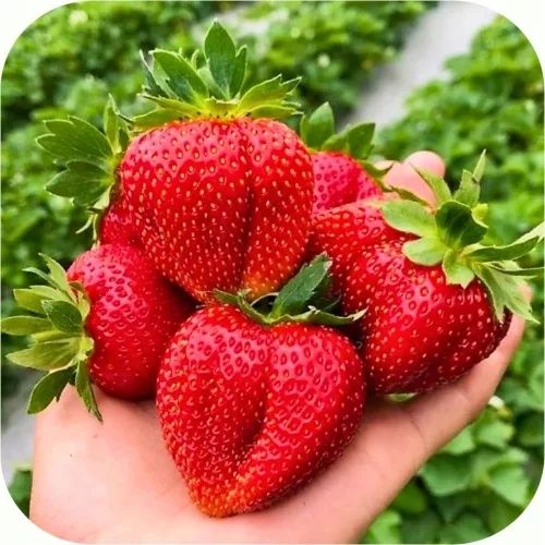Продавам ягоди и малини расат
