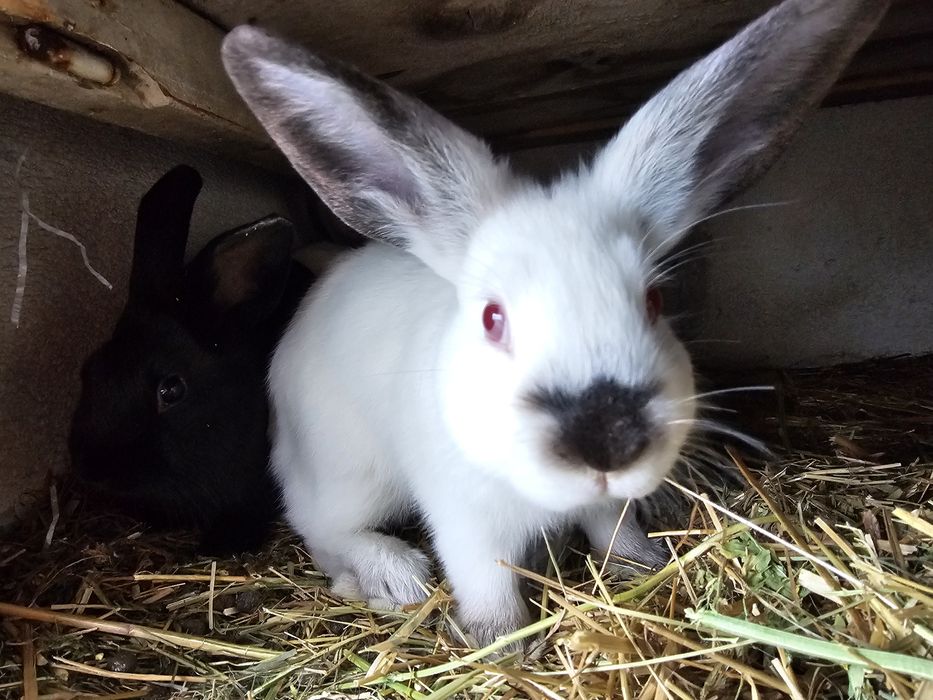 Iepurași Pitici Rex