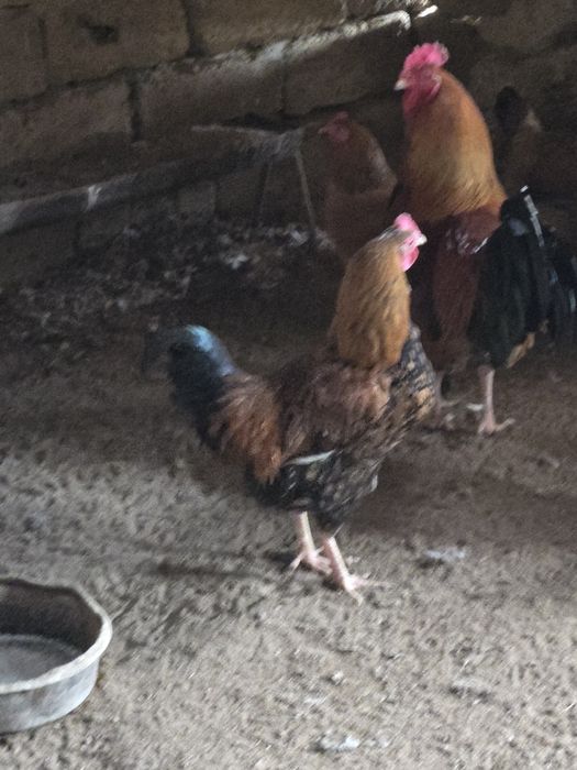 Жас кучин атештер бар сатылатын  багасы 4000