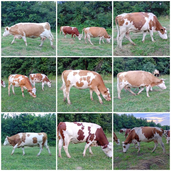 FERMĂ DE BOVINE | Vaci • Junici • Vițele • Viței înțărcați • Tauri | Bălțată Românească – Simmental