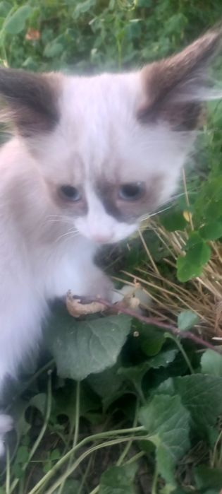 Отдам котят в хорошие руки