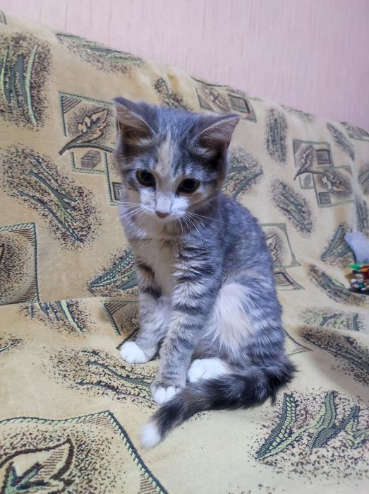 Котёнок трехцветка 5месяцев