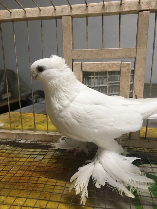 Белая самка молодая