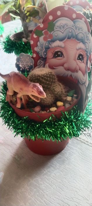 Кактусы и сукулент новогодние подарки