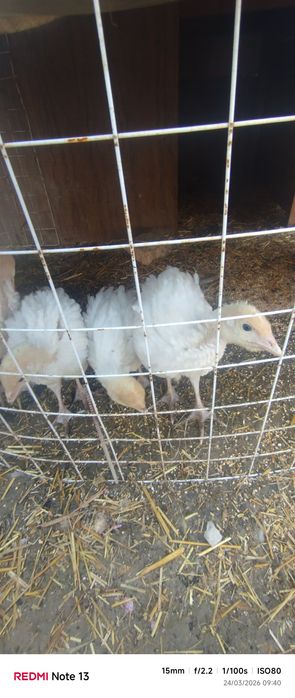 Bg6 induklar narxi kelishiladi manzil Fargʻona