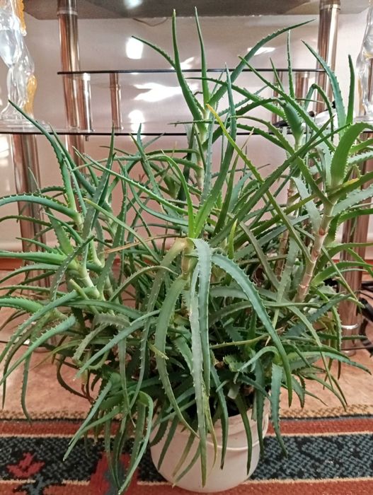 Алоэ лечебный &&