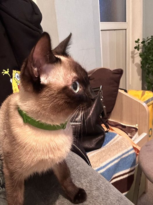 Кот мальчик в хорошие руки