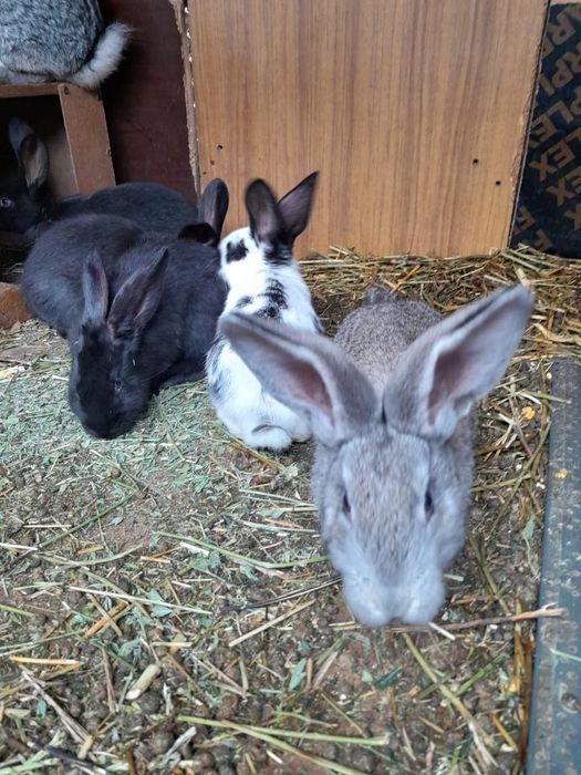 Продам крольчат породы Строкачи