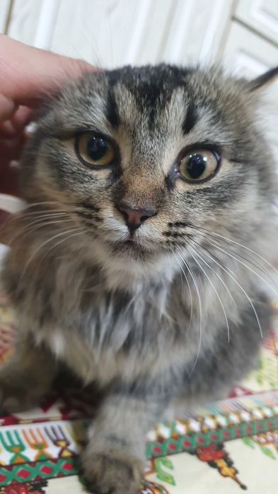 Sibrski mushuk sotiladi