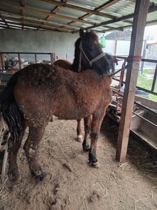 Бір жасар тайлар сатылады.