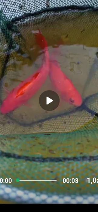 Рыба прудовая камета