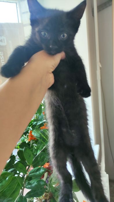 Котят в добрые руки