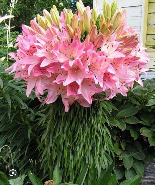 Махровые лилии Roselily