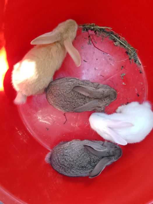 Vând iepurasi de 1luna rel la tel