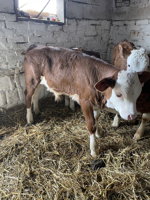 Vitei intarcati de vanzare