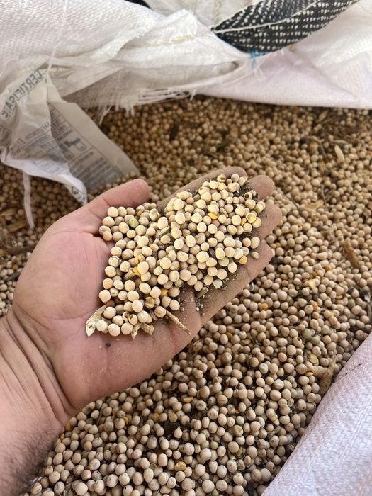 Mazare Productie 2025