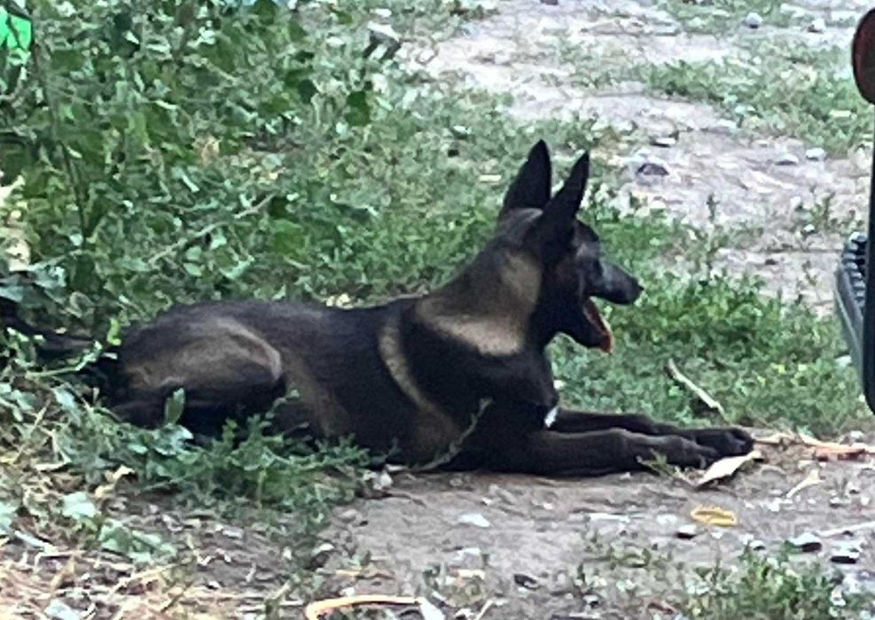 МАЛИНОА - белгийска овчарка