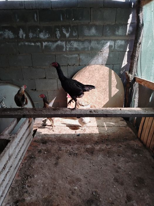 Куры петухи продаётся