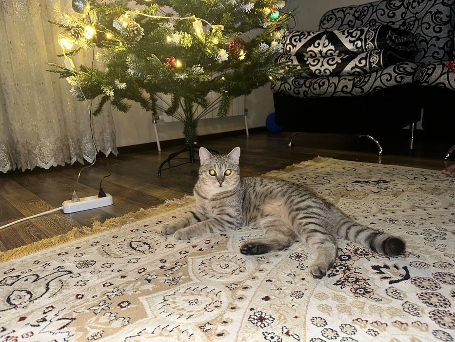 Продам кошечку 9 месяцев