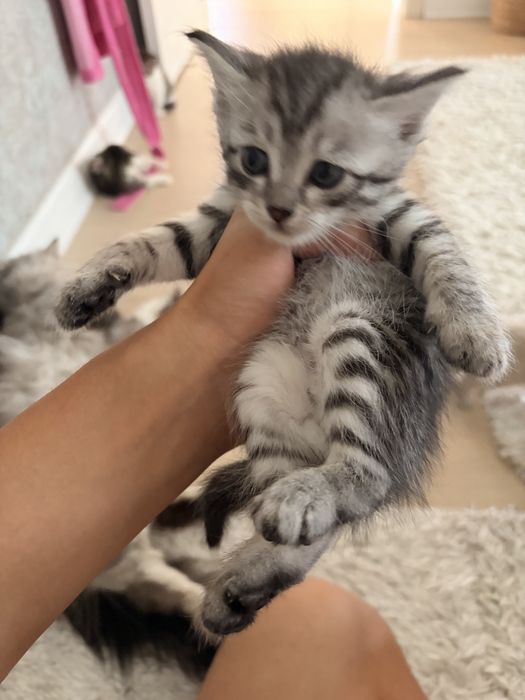 Котятя в добрые руки