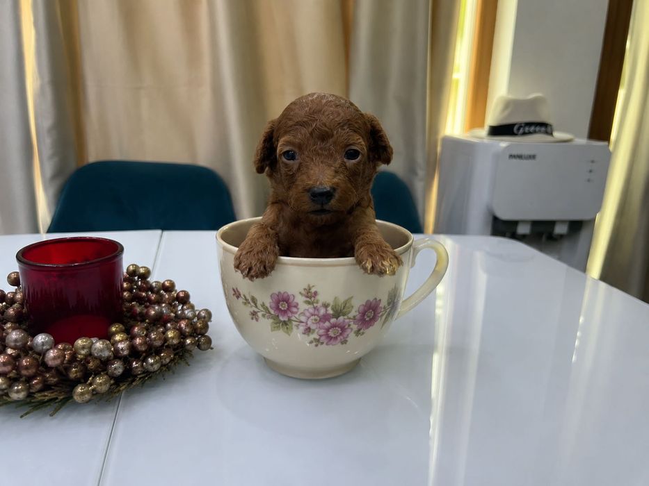 Продава той пудел