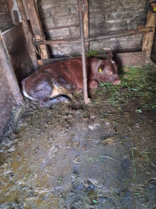 Vaca de vanzare de 2 ani