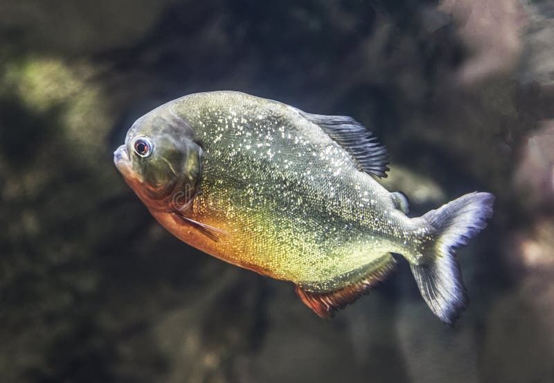 Продаются Акулы Пангасиус Акулий Сом и Пиранья