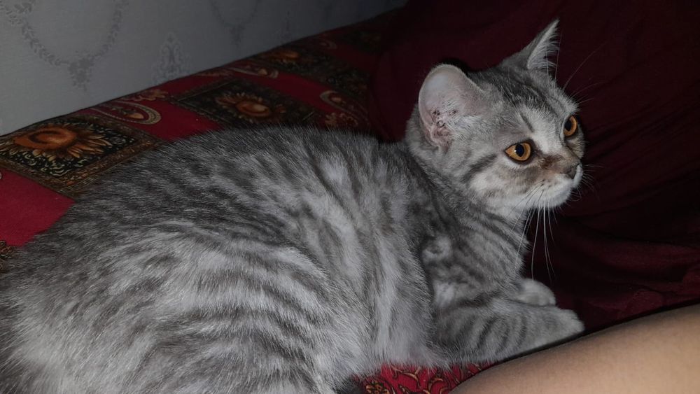 Шотландский кошка