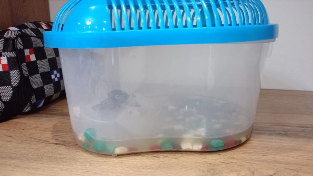 Продам черепачек вместе с кормом и домиком