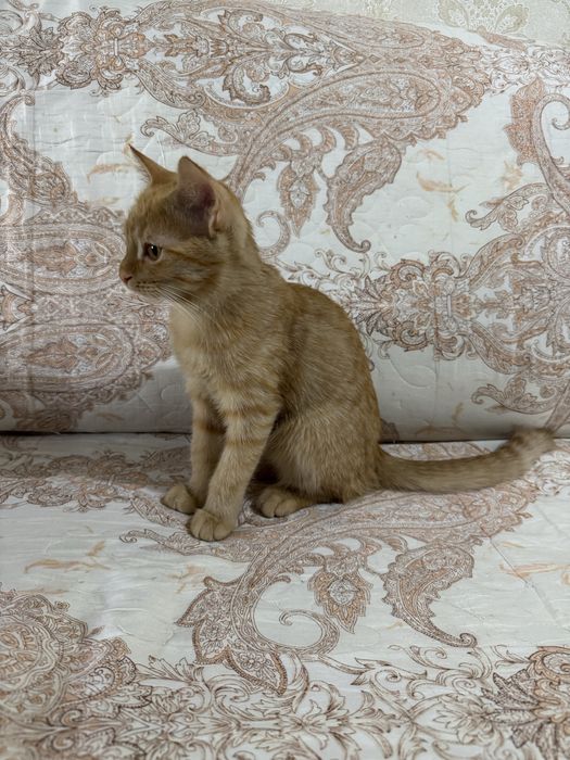 Рыжий котенок 4 месяца