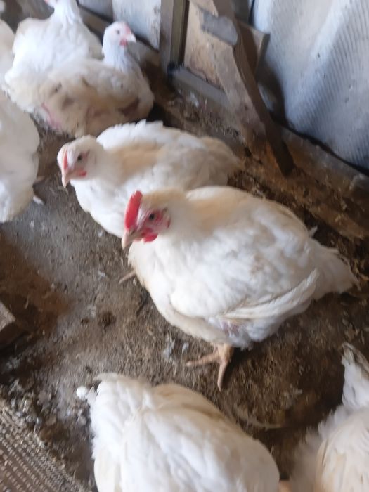 Продам куриное мясо