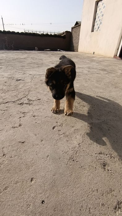 Nemis afcharka sotiladi zotiga jovob