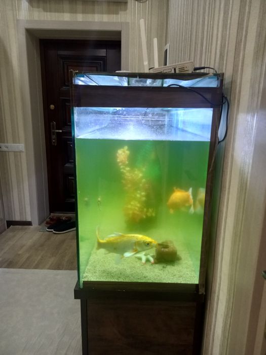 Akvarium arzon narxda ulgirb qoling