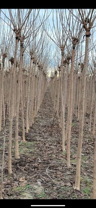 Platan acerfolia  catalpa globular