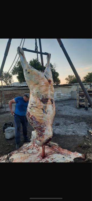 Конина мясо вышка