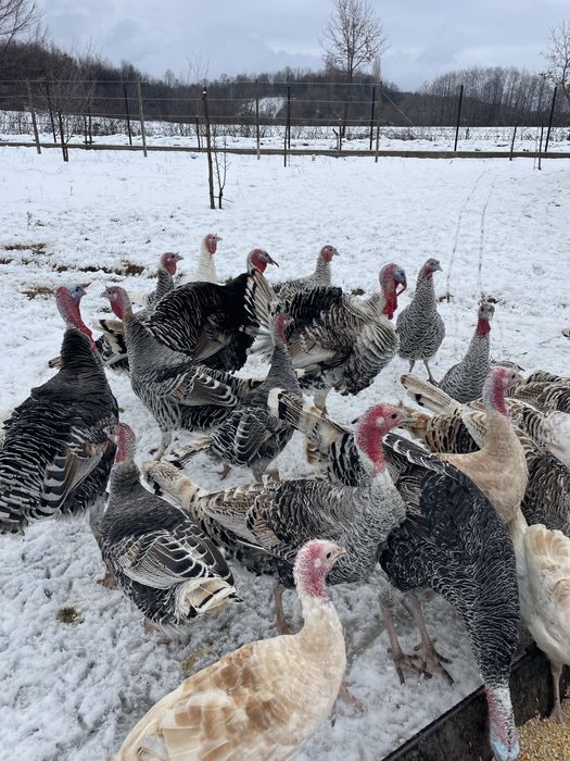 Curci  si curcani de casa