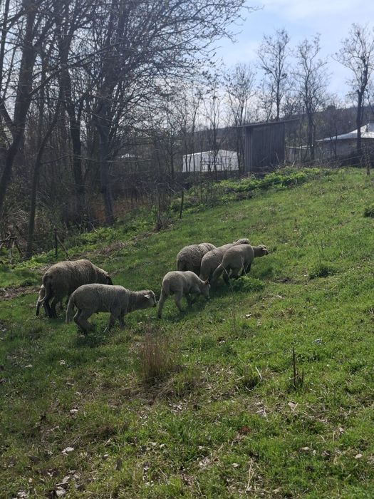 Vând miei pentru paște