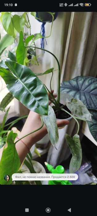 Комнатные растения