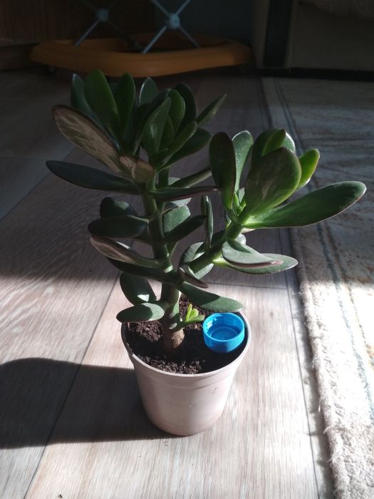 Толстянка.Денежное дерево